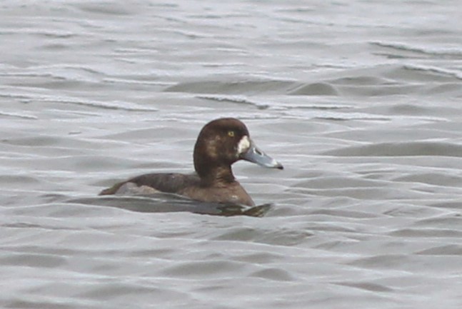 Greater Scaup - Harold Forsyth
