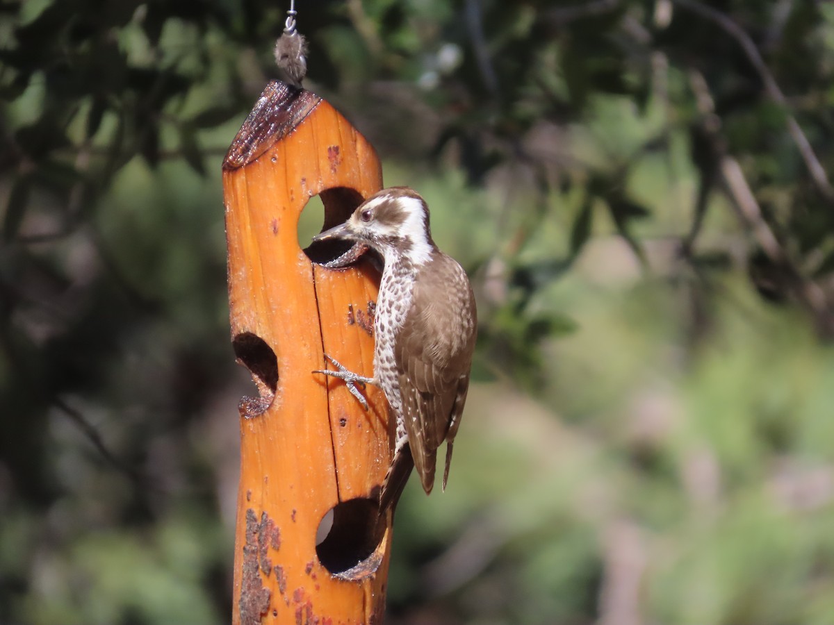 Arizona Woodpecker - Jan Gaffney