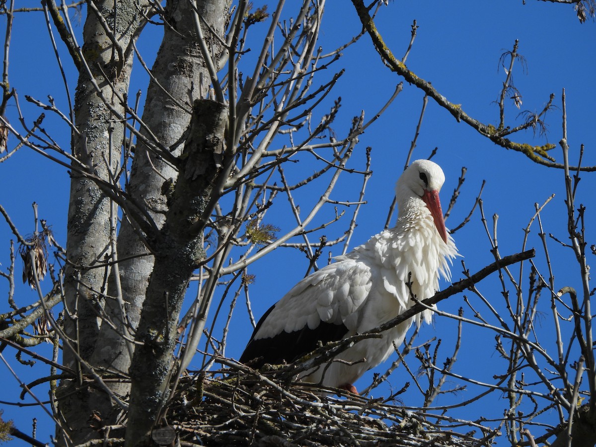 White Stork - ML616424503