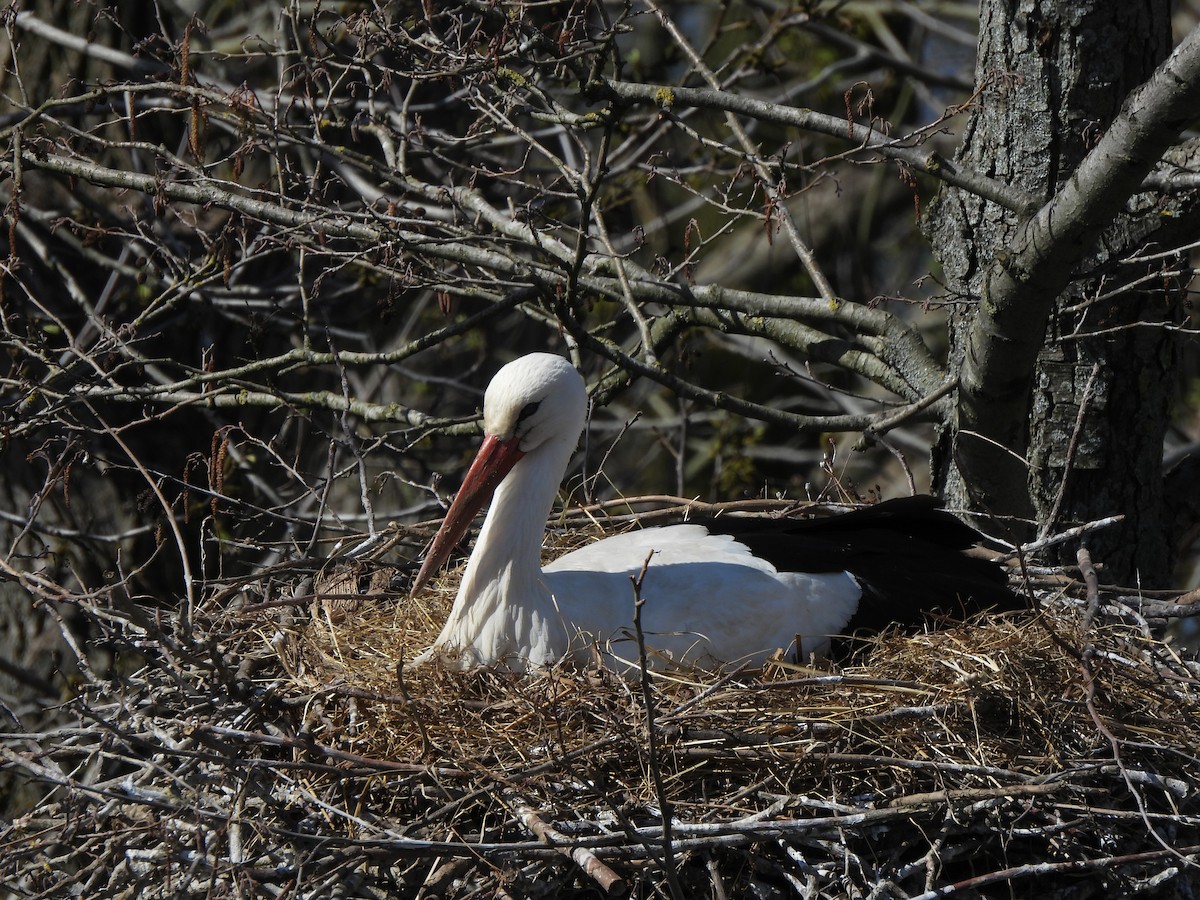 White Stork - ML616424505
