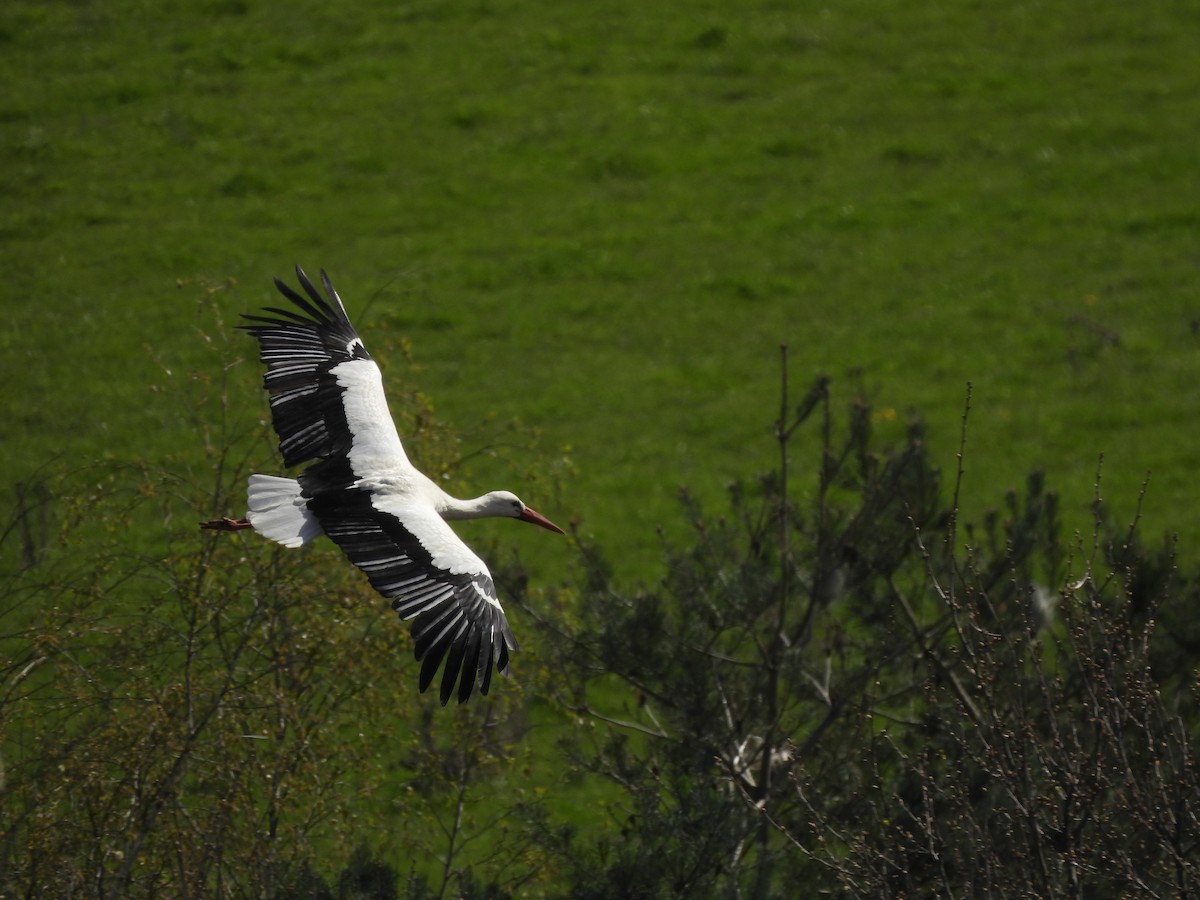 White Stork - ML616424508