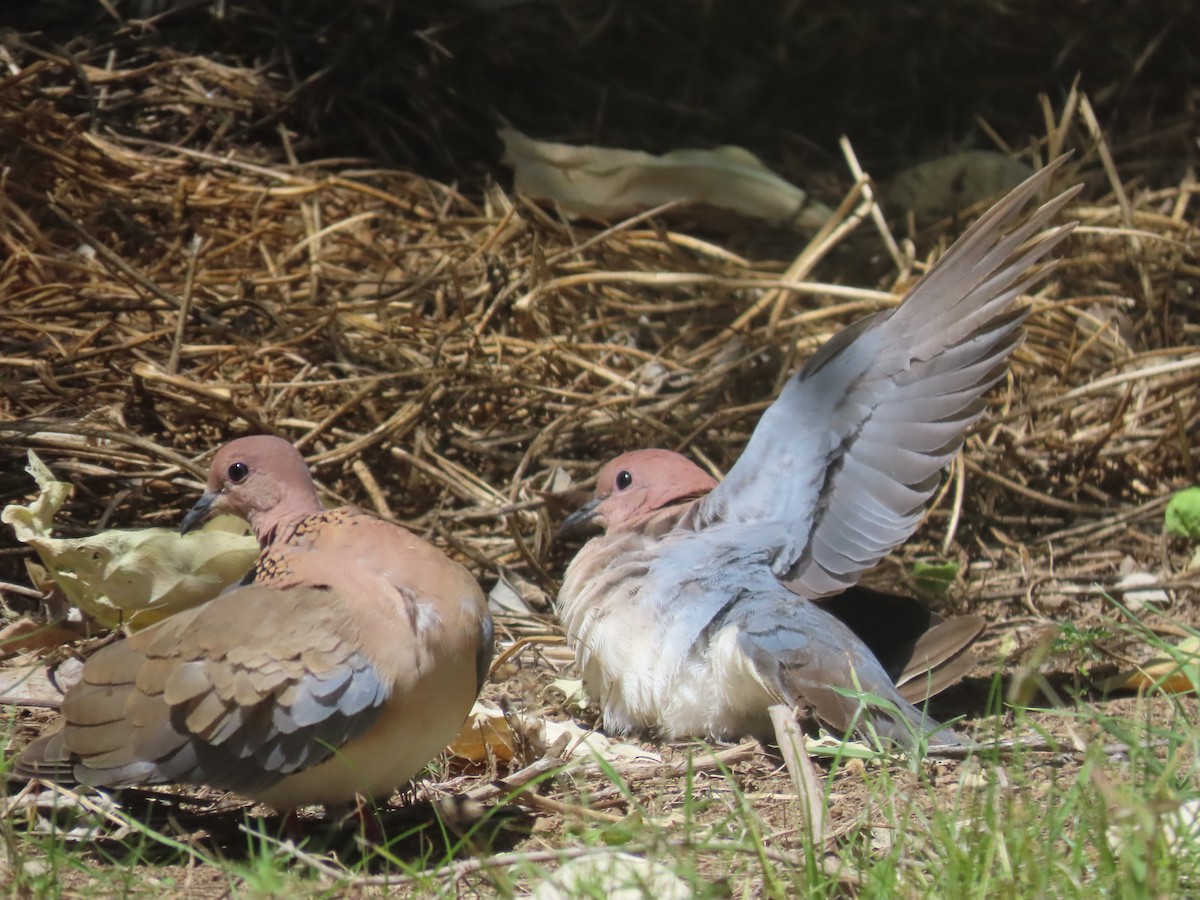 Laughing Dove - ML616424531