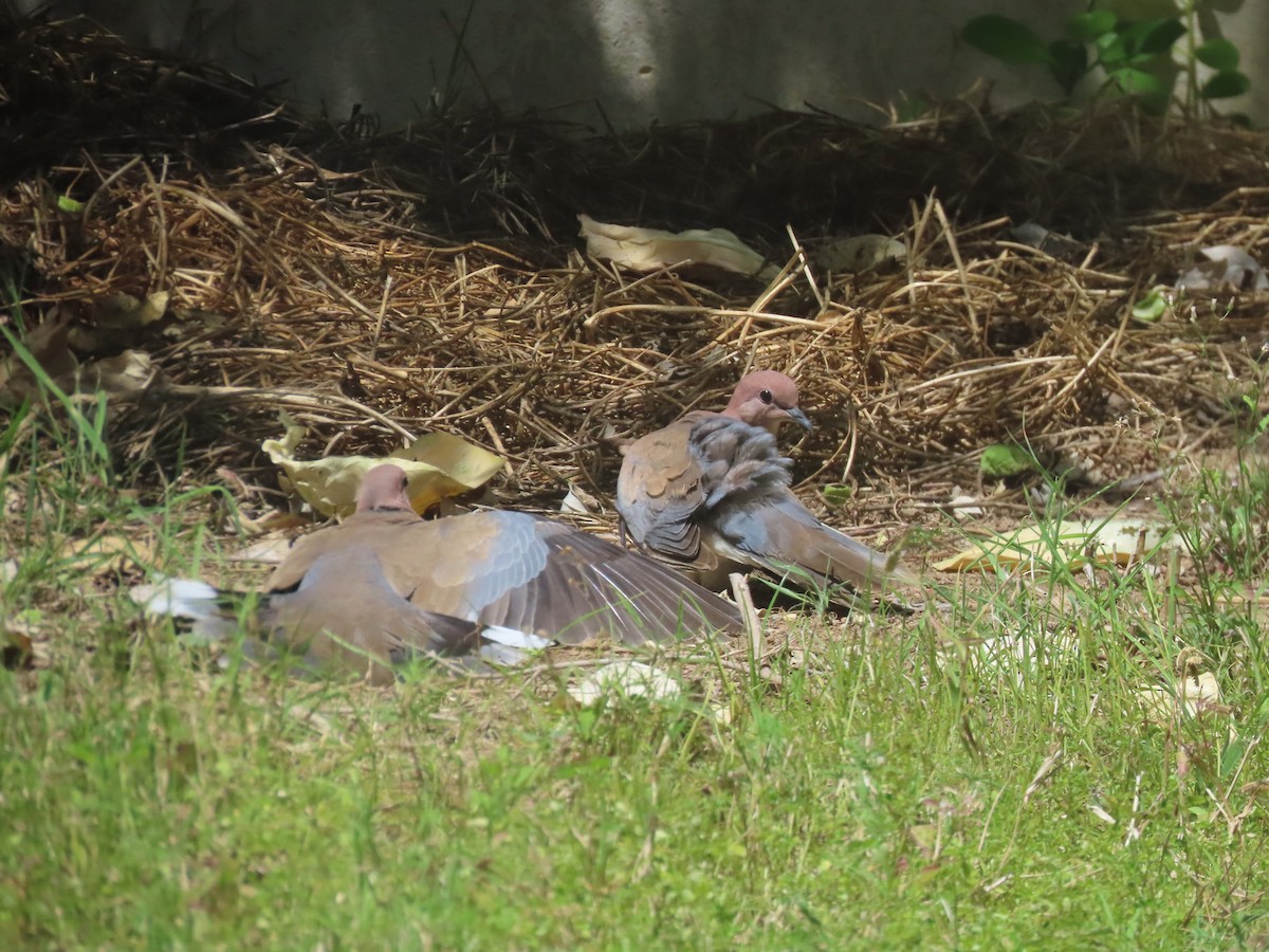 Laughing Dove - ML616424533