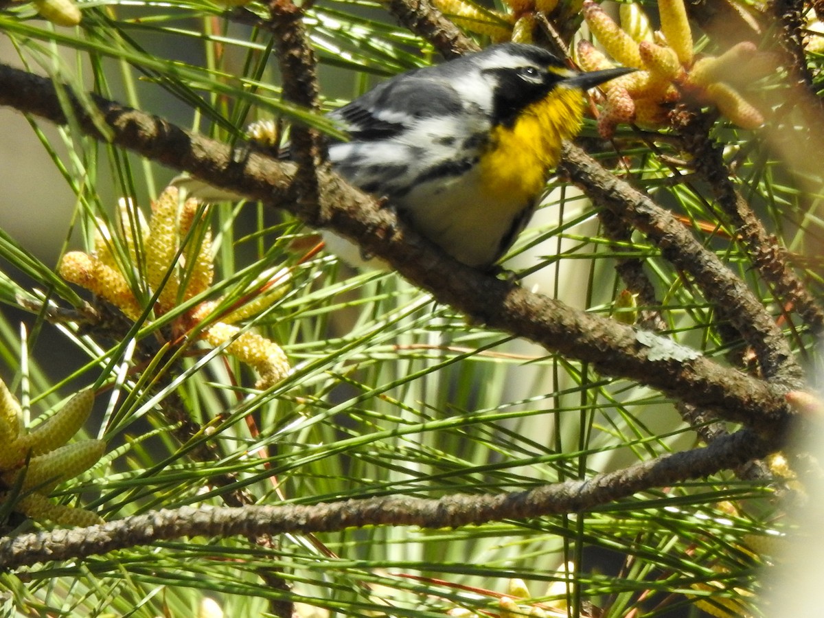 Yellow-throated Warbler - Ryne VanKrevelen