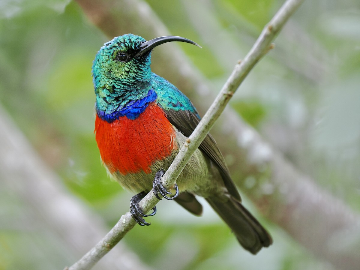 Greater Double-collared Sunbird - Gabriel Willow
