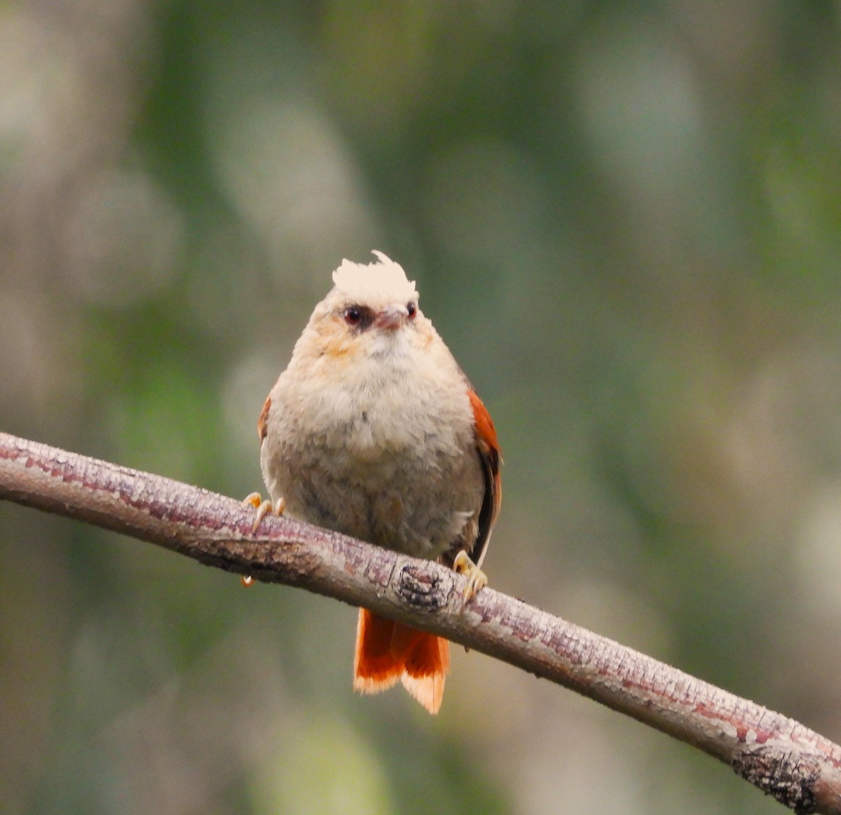 Creamy-crested Spinetail - Rommel Chimaico