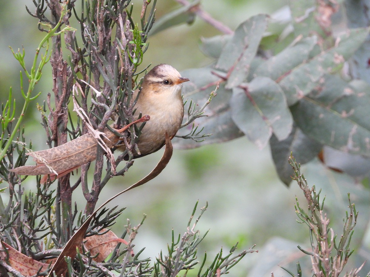 Creamy-crested Spinetail - Rommel Chimaico
