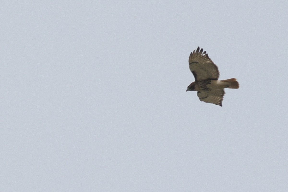 Red-tailed Hawk - ML616424753