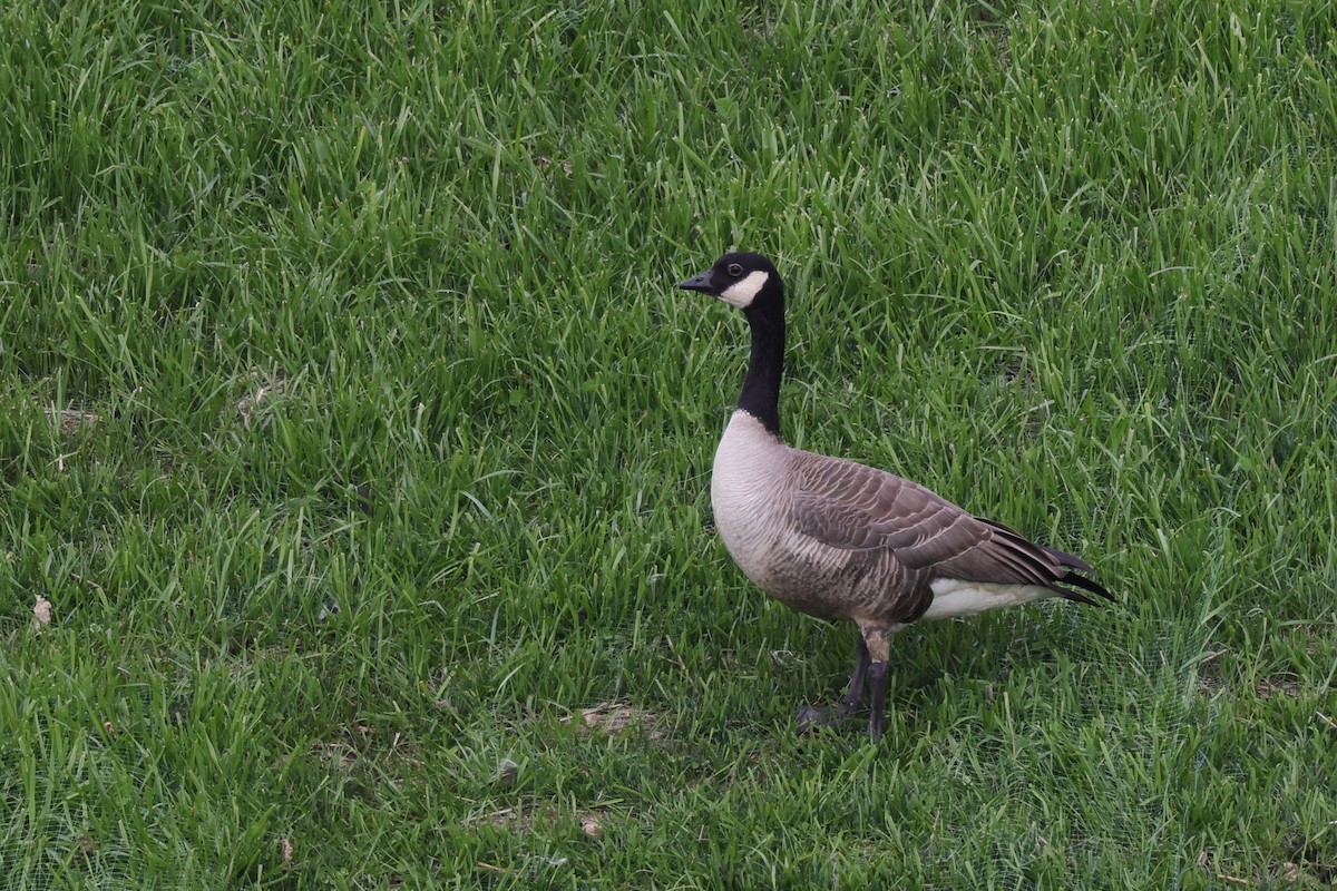 Cackling Goose (Richardson's) - ML616424894