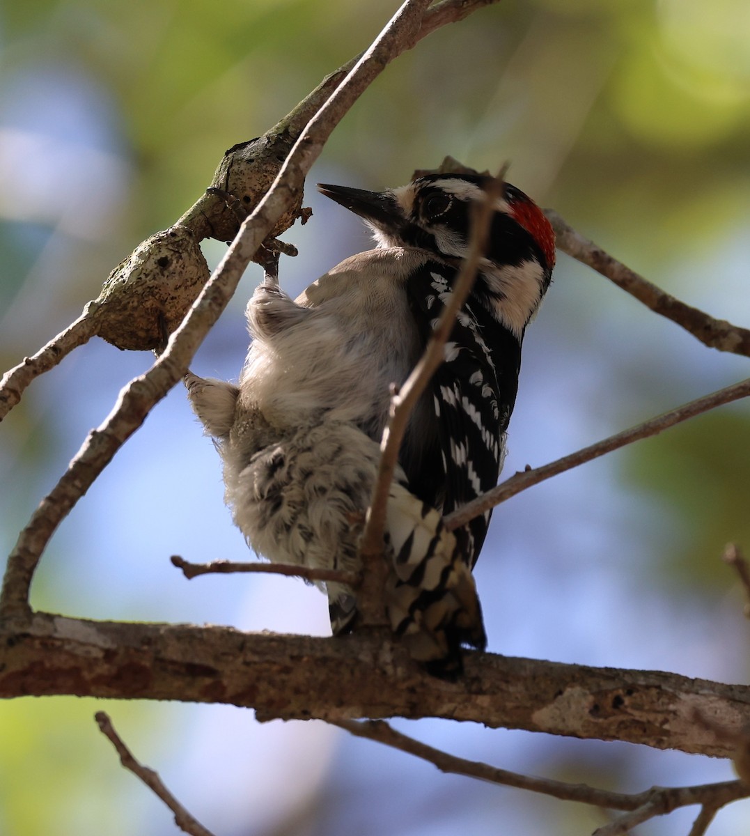 Downy Woodpecker - Gregory Hamlin