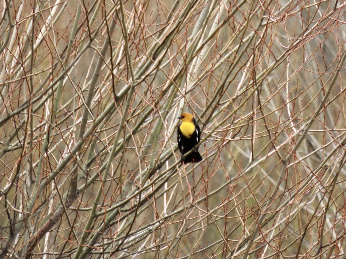 Yellow-headed Blackbird - ML616424930