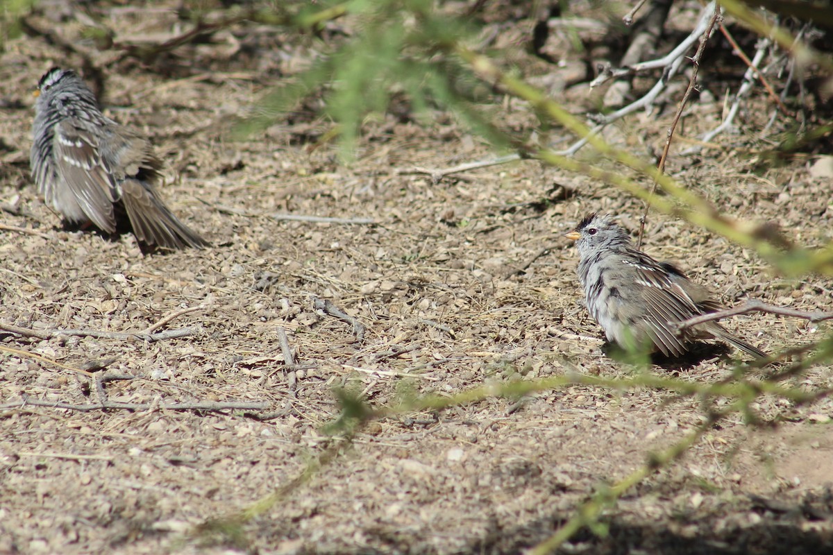 White-crowned Sparrow - ML616424970