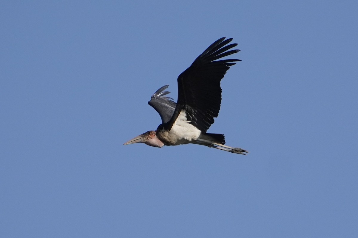 Marabou Stork - ML616425019