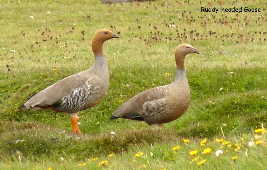 Ruddy-headed Goose - ML616425095