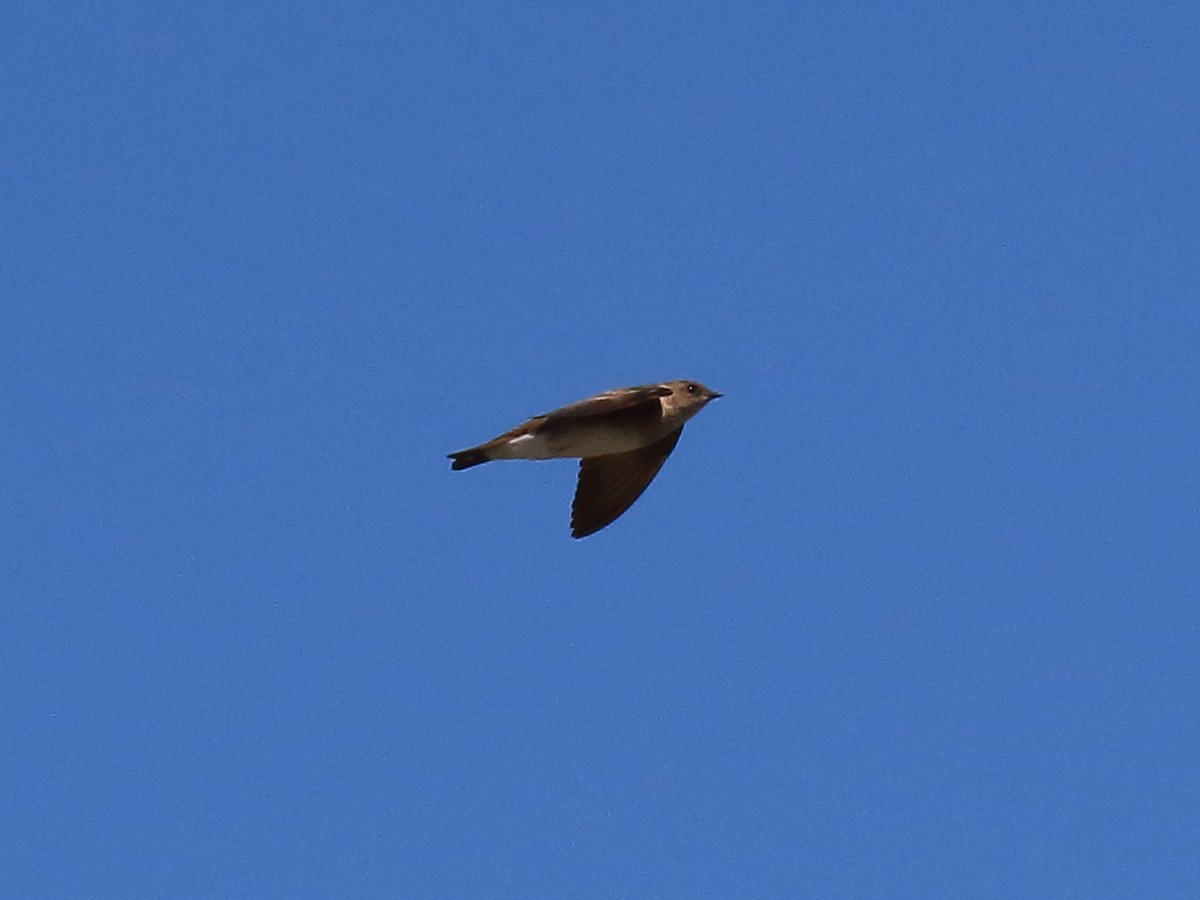 Northern Rough-winged Swallow - ML616425151