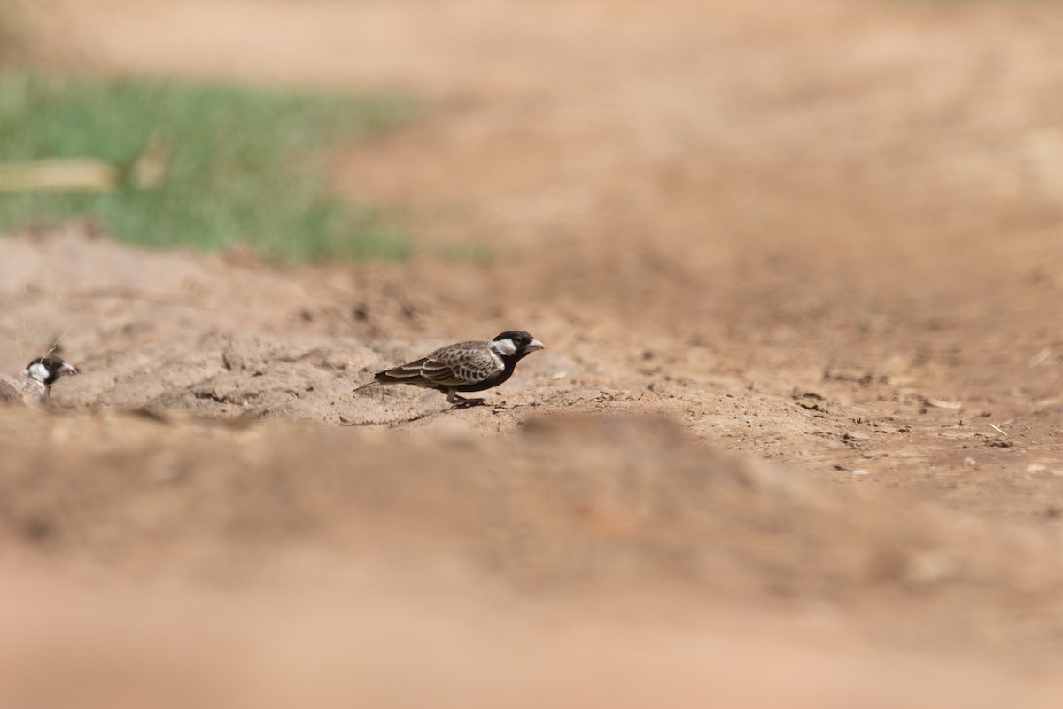 Gray-backed Sparrow-Lark - Decklan Jordaan