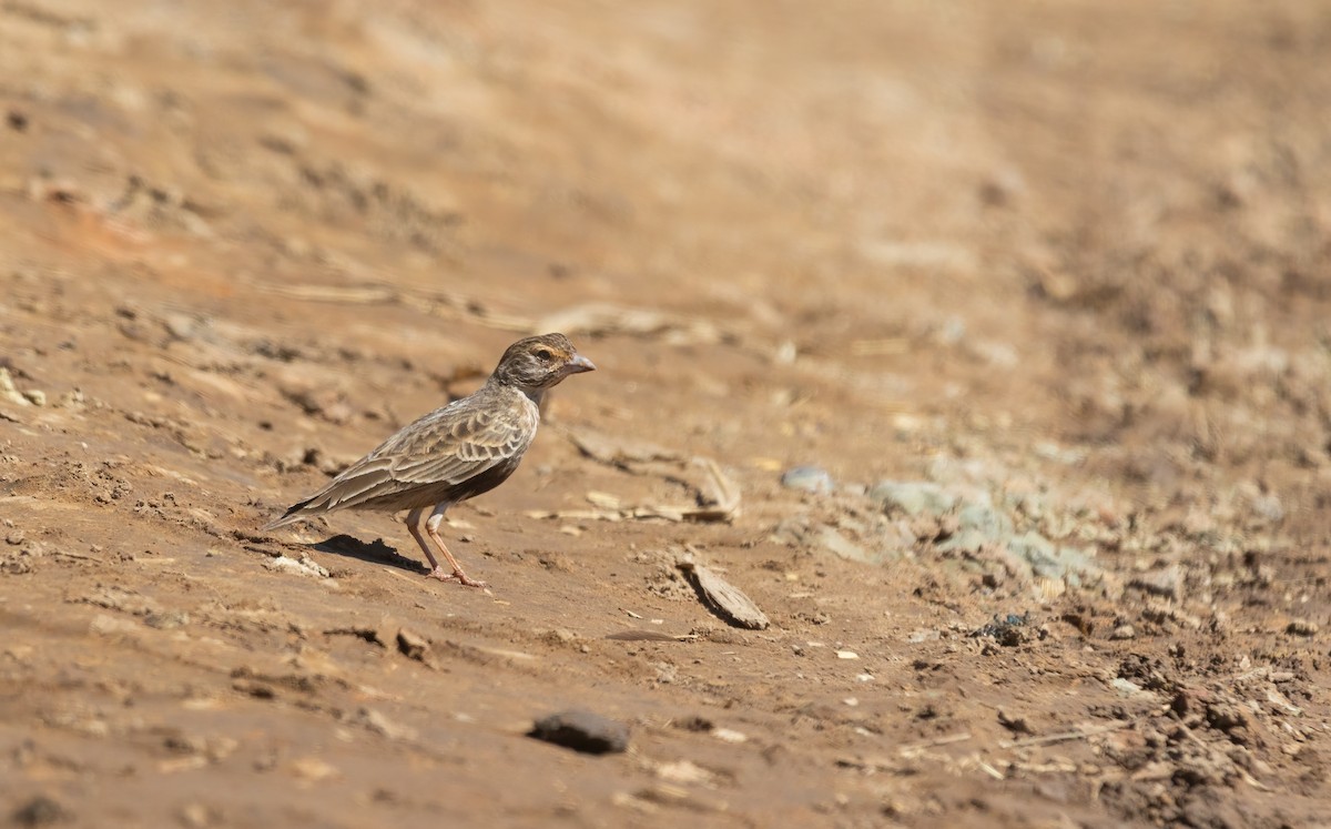 Gray-backed Sparrow-Lark - ML616425202