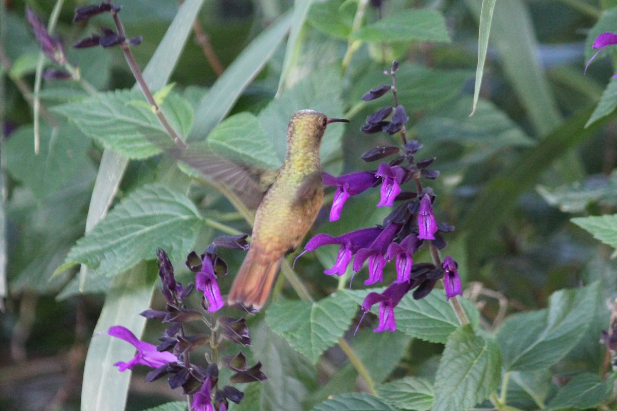 Gilded Hummingbird - ML616425319