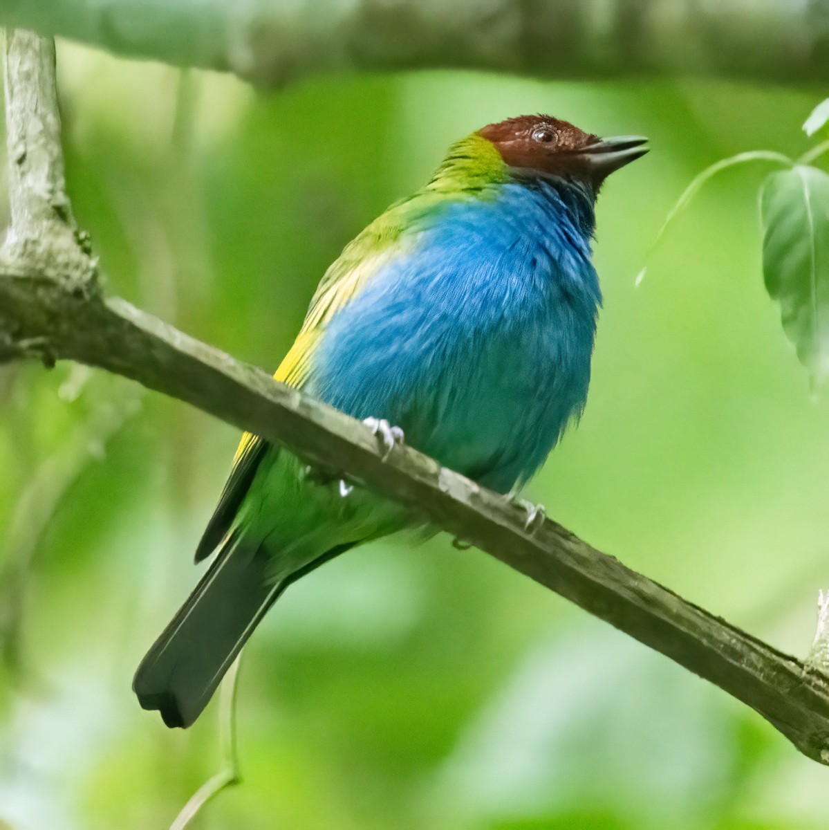 Bay-headed Tanager (Bay-and-blue) - ML616425364