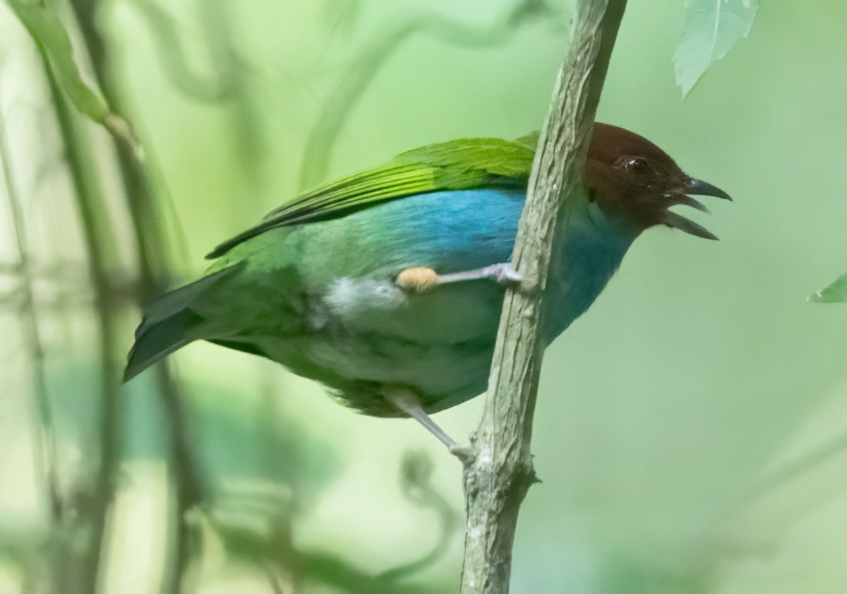 Bay-headed Tanager (Bay-and-blue) - ML616425366