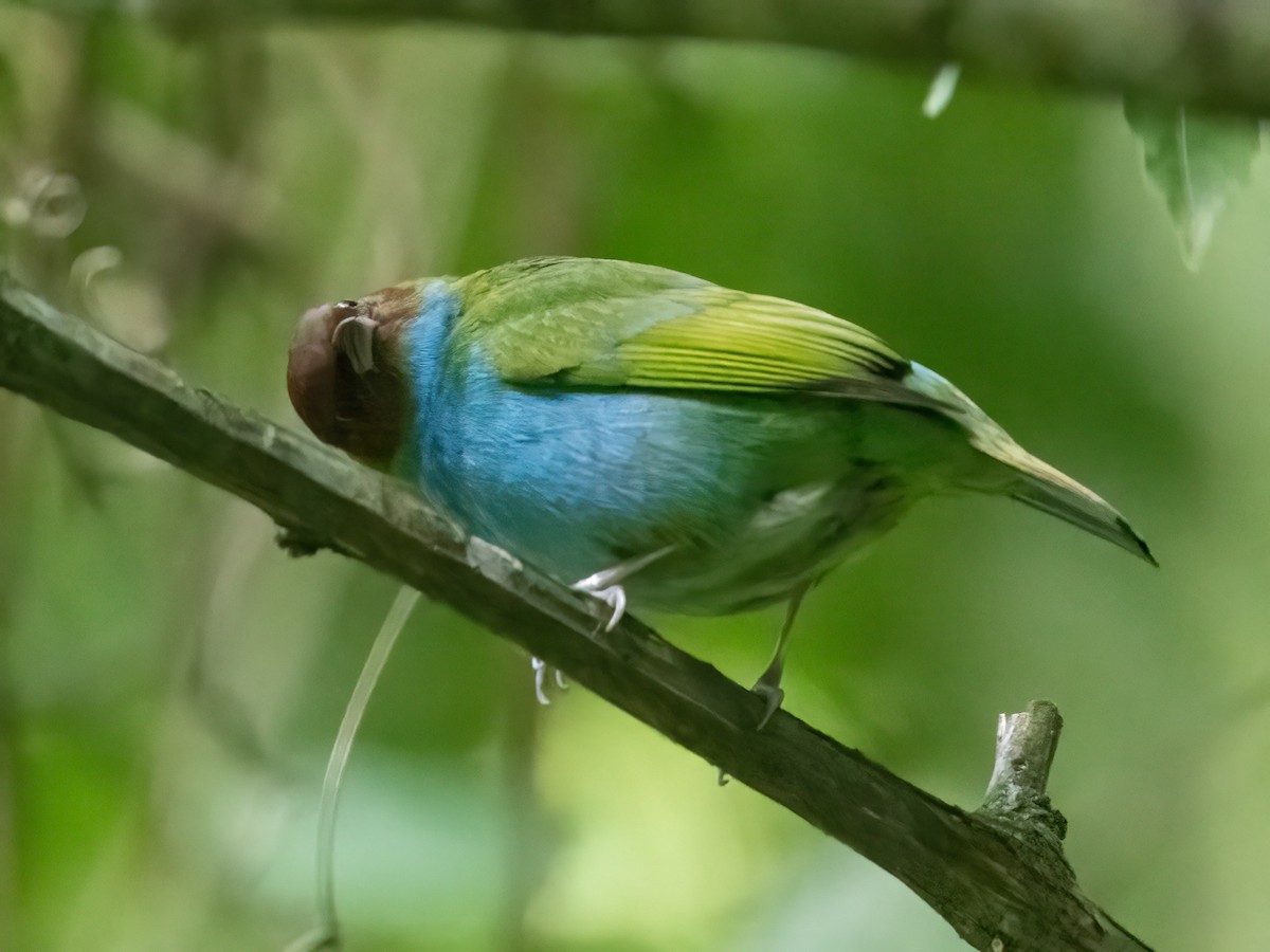 Bay-headed Tanager (Bay-and-blue) - ML616425367