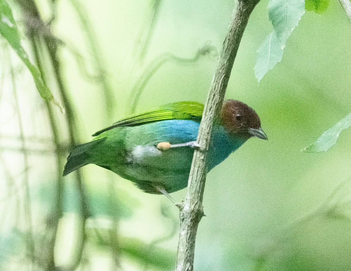Bay-headed Tanager (Bay-and-blue) - ML616425368