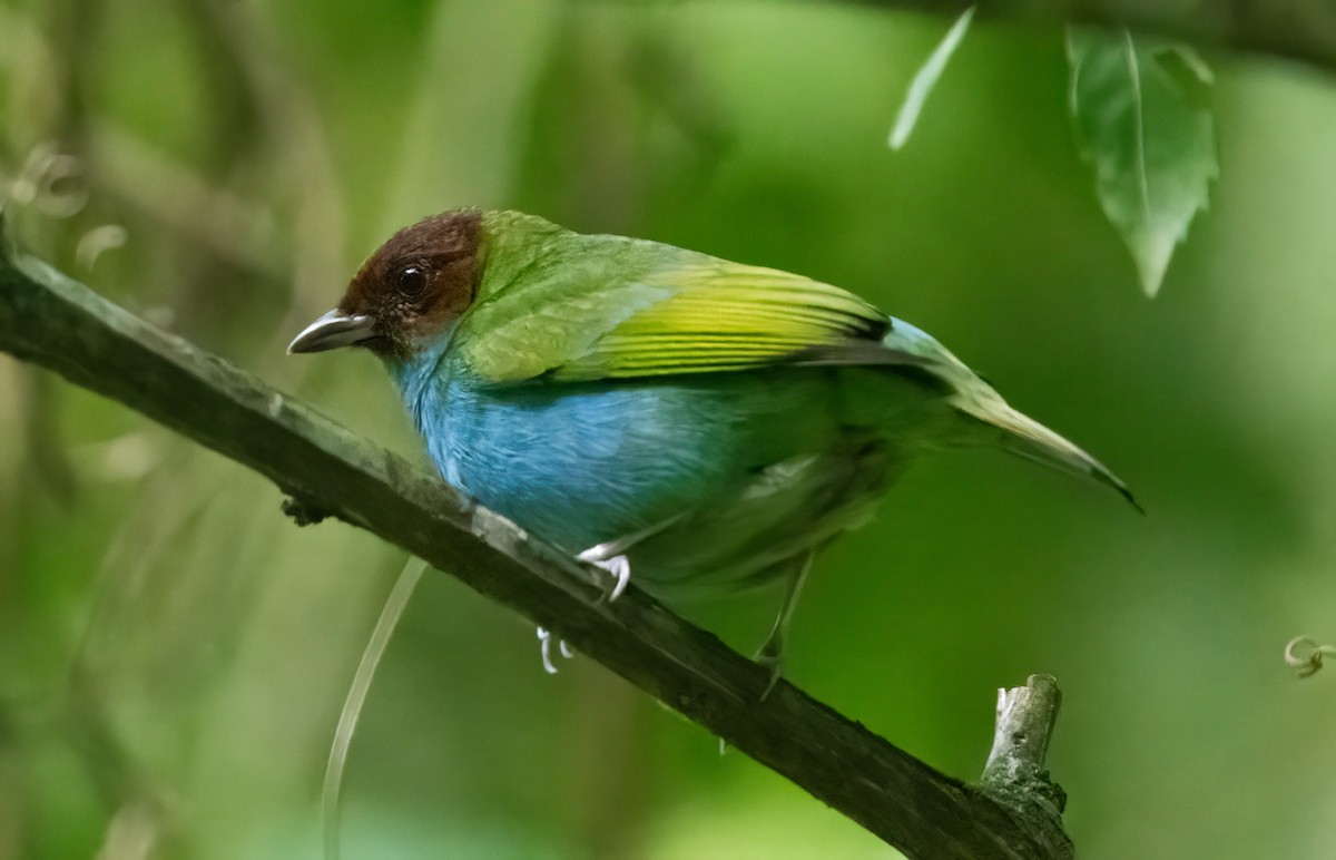 Bay-headed Tanager (Bay-and-blue) - ML616425369