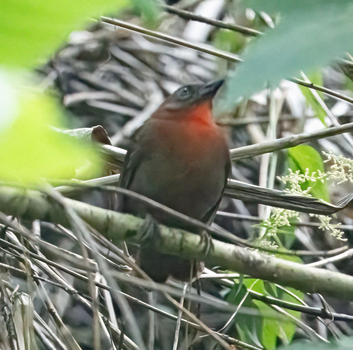 Red-throated Ant-Tanager (Red-throated) - ML616425493