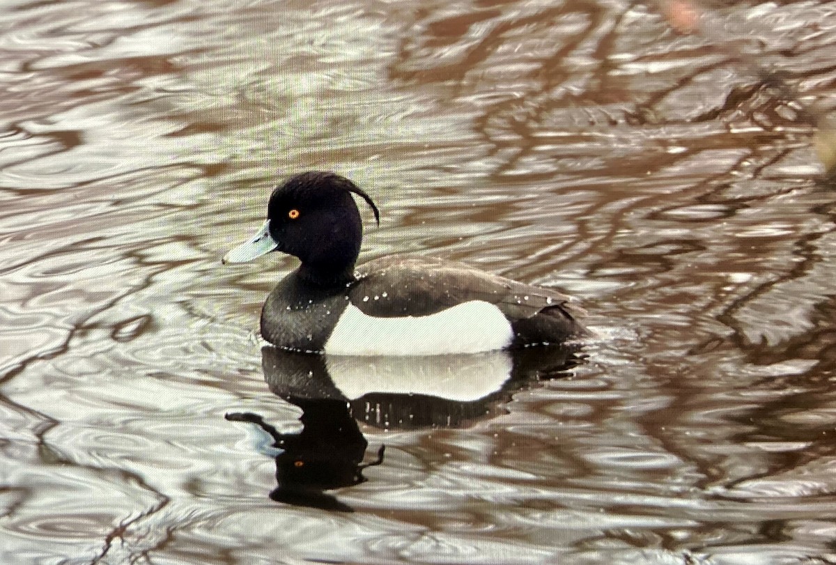 Tufted Duck - ML616425617