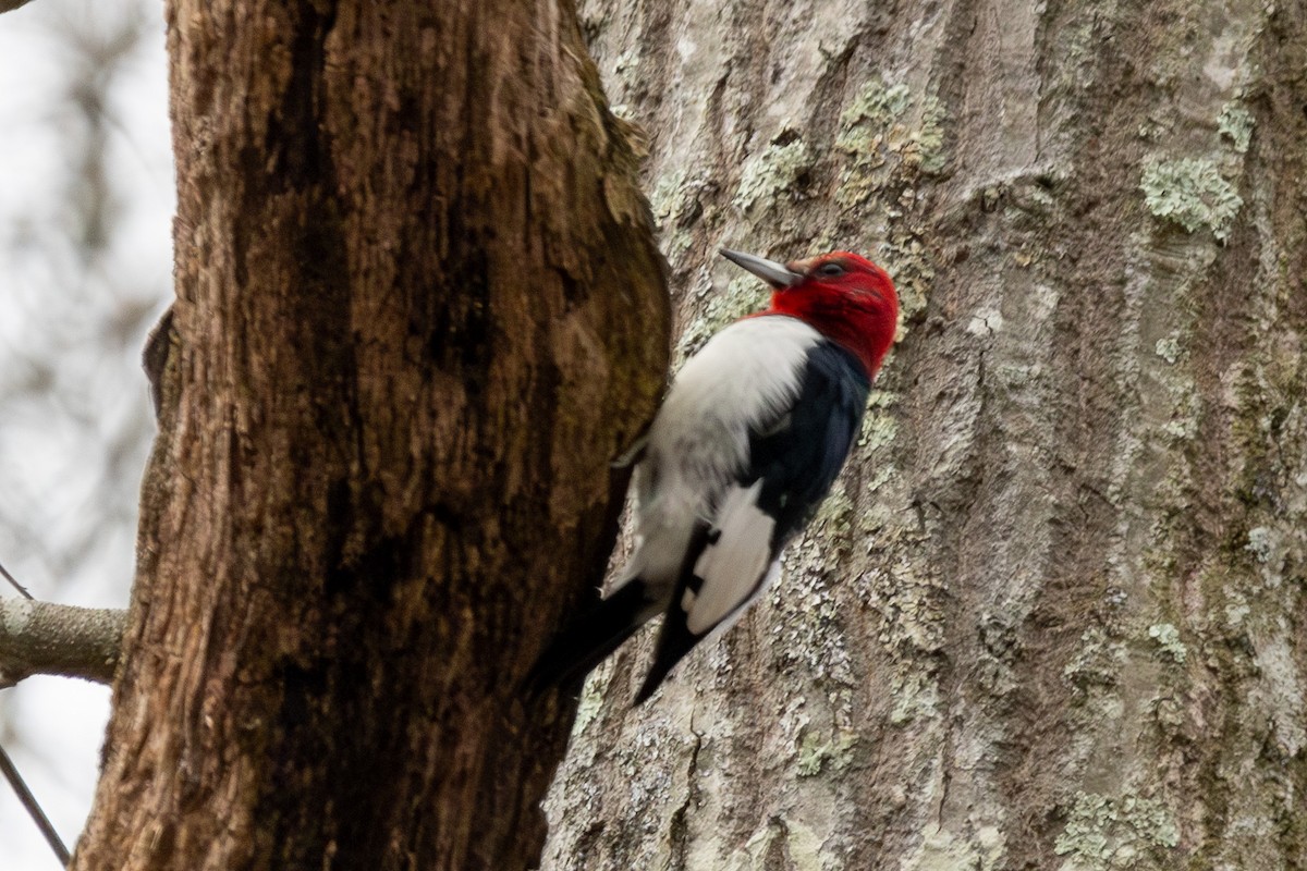 Red-headed Woodpecker - ML616425623