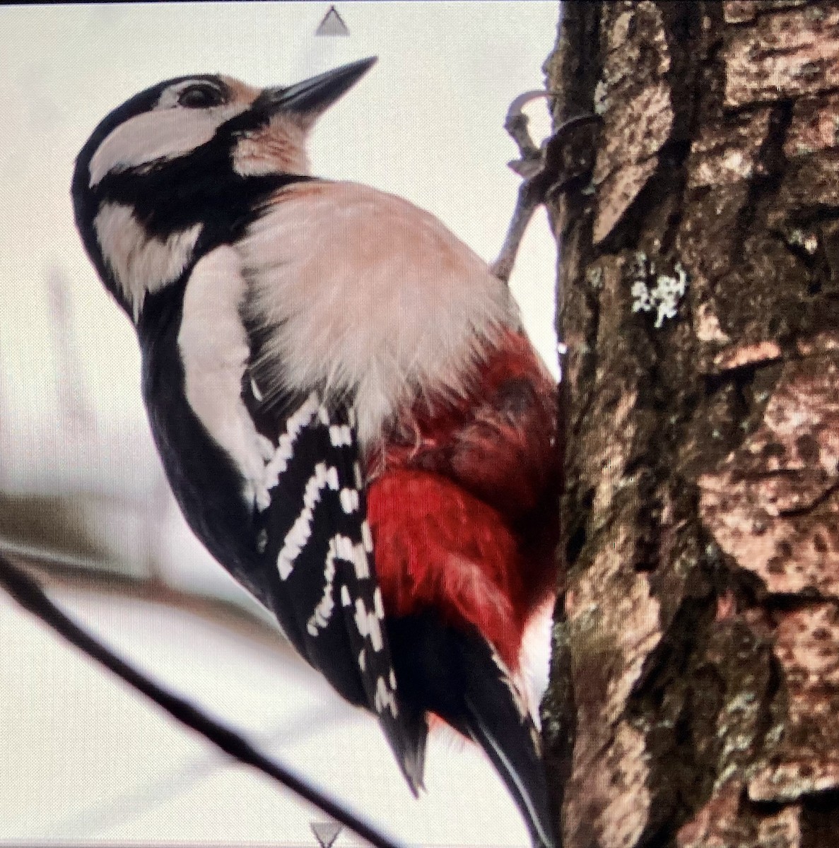 Great Spotted Woodpecker - ML616425714