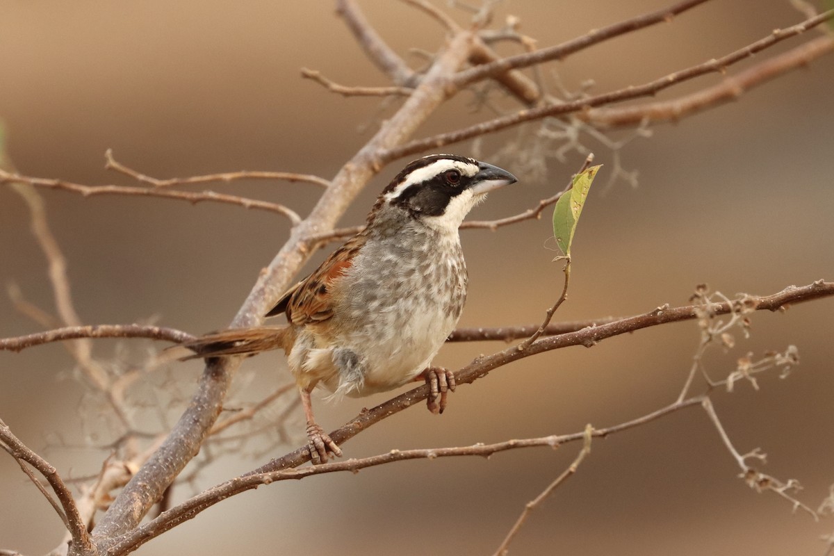 Stripe-headed Sparrow - ML616425825
