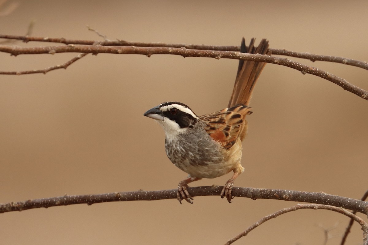 Stripe-headed Sparrow - ML616425850