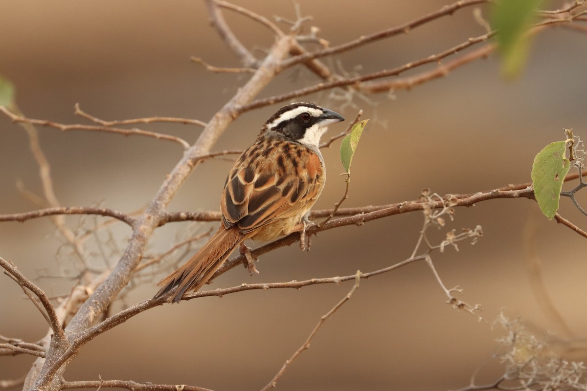 Stripe-headed Sparrow - ML616425886
