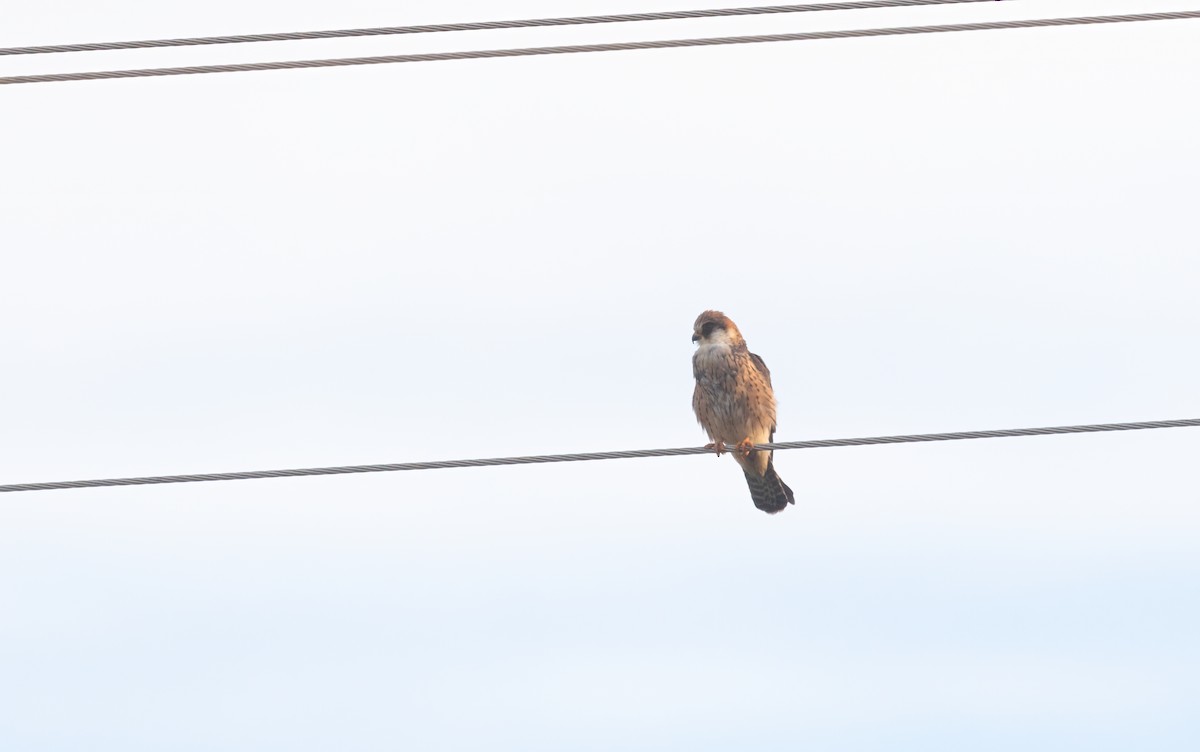 Red-footed Falcon - ML616425898