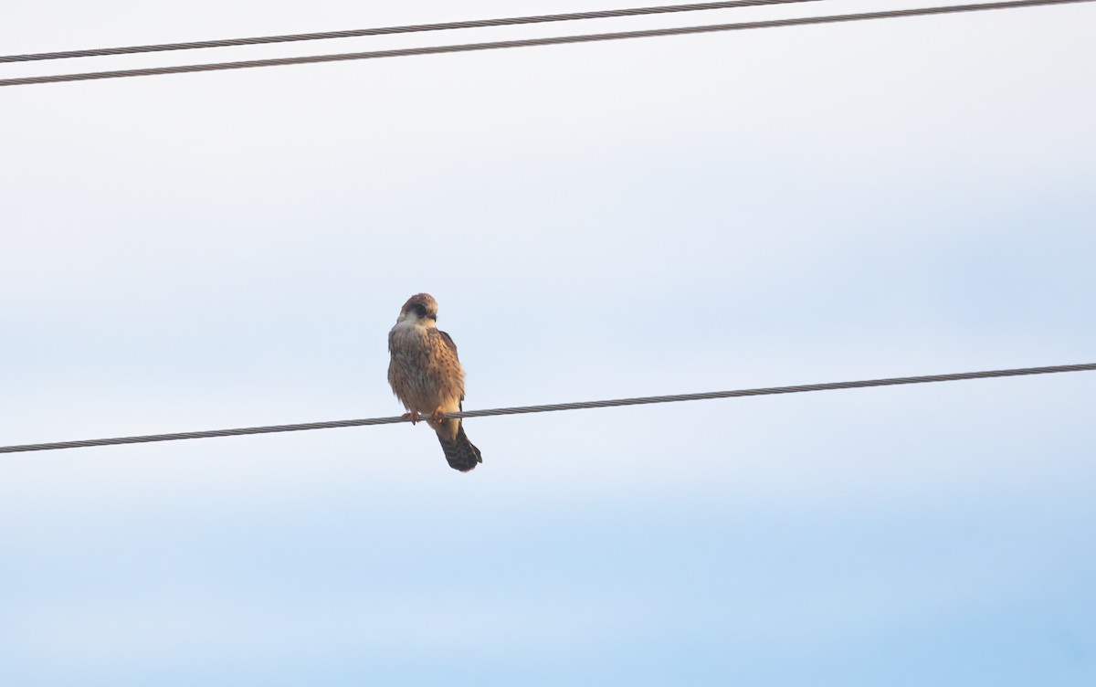 Red-footed Falcon - ML616425899
