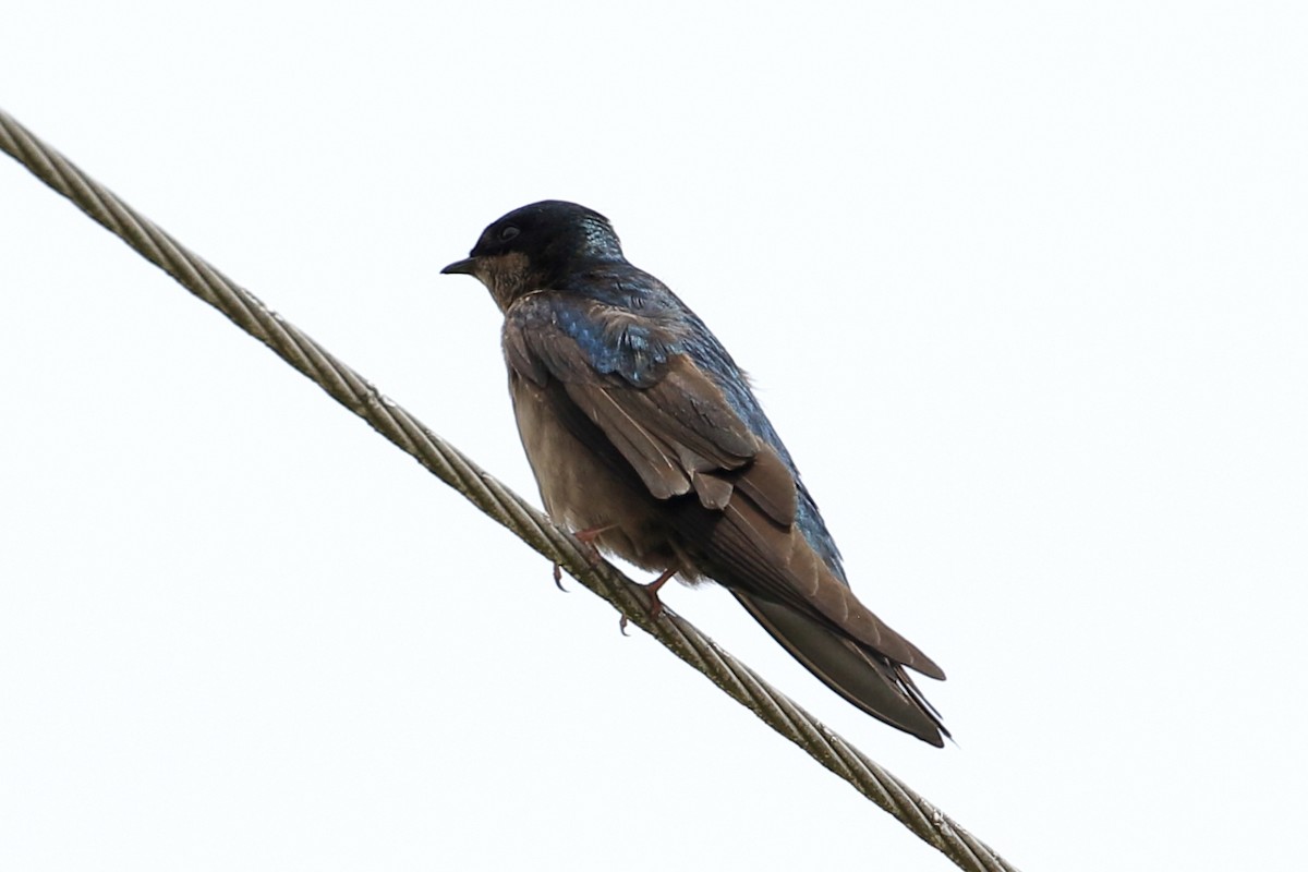Brown-bellied Swallow - ML616425901