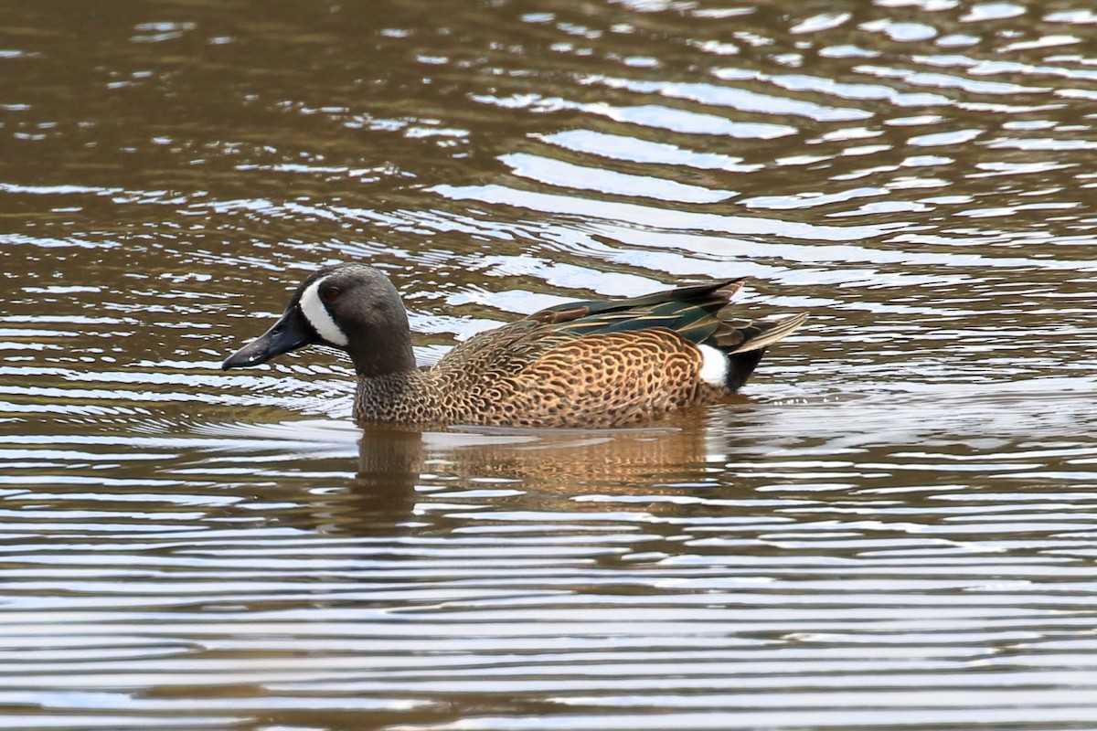 Blue-winged Teal - ML616425951