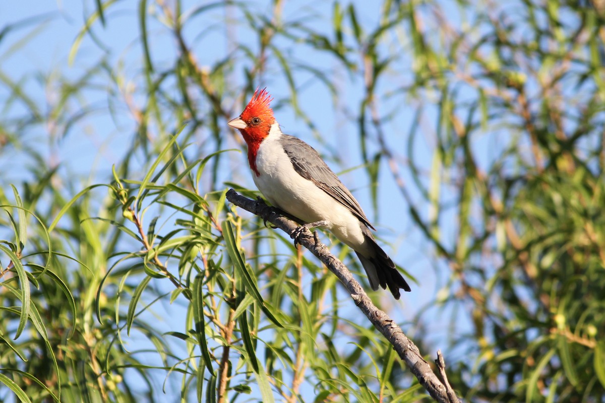 Red-crested Cardinal - ML616426060