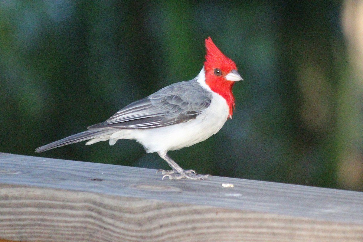 Red-crested Cardinal - ML616426063