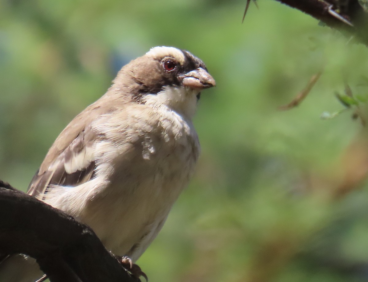 White-browed Sparrow-Weaver - Nicholas Fordyce - Birding Africa