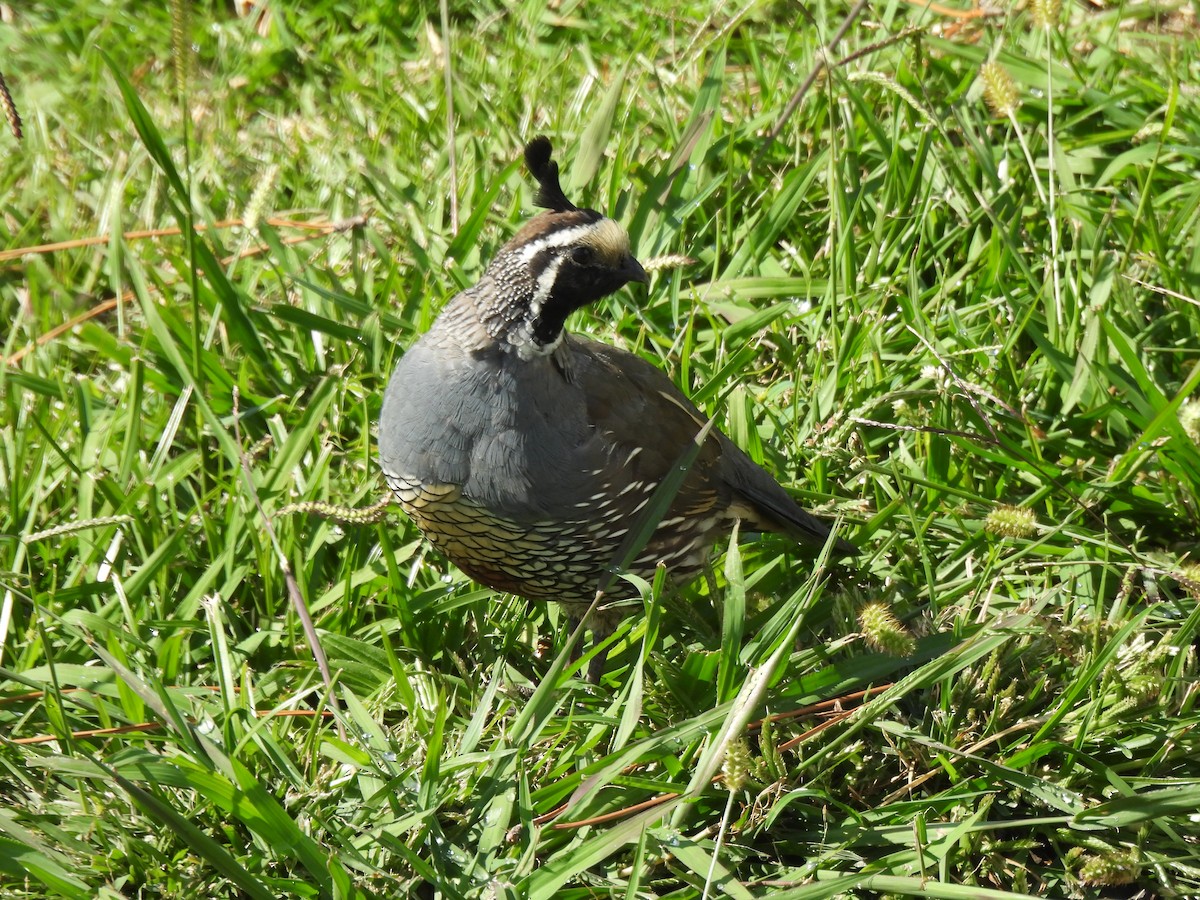 eBird Checklist 24 Mar 2024 95 Orchard Rd, Whitianga NZWaikato 36