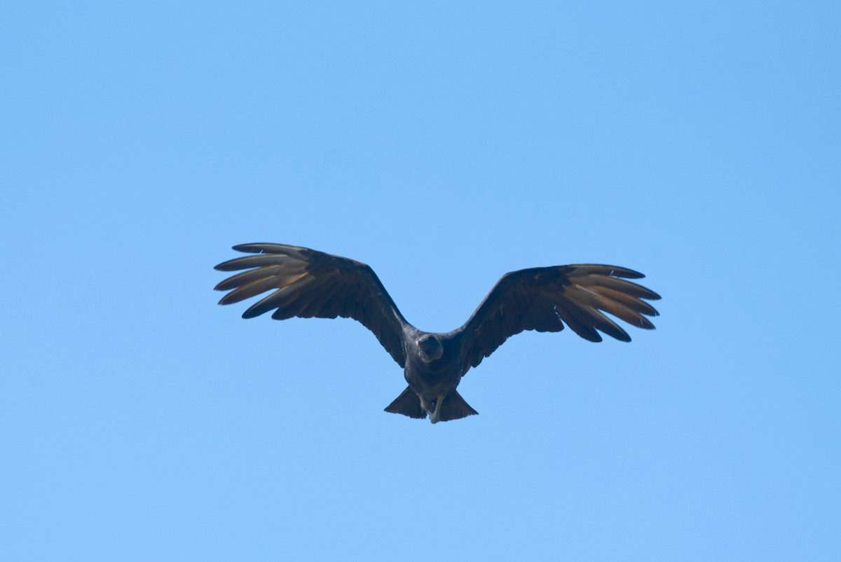 Black Vulture - ML616426171
