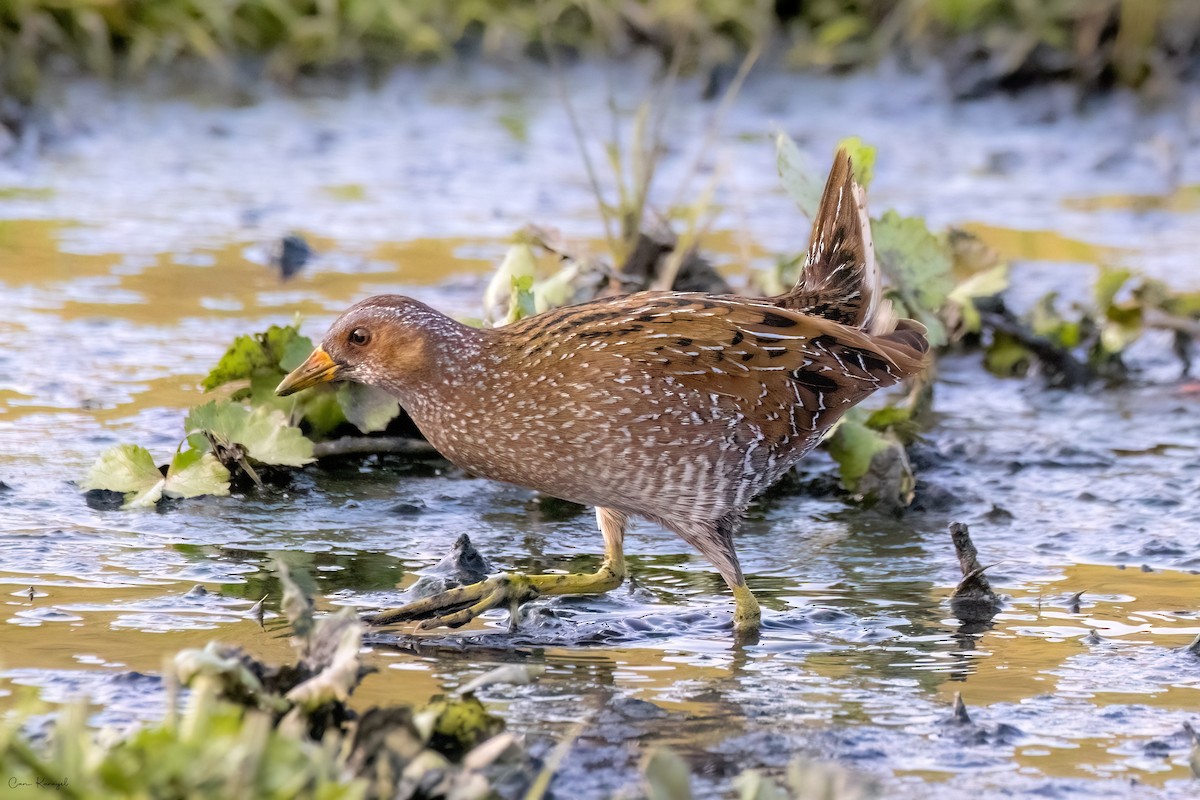 Spotted Crake - ML616426220