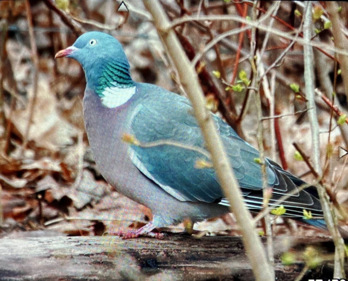 Common Wood-Pigeon - ML616426257
