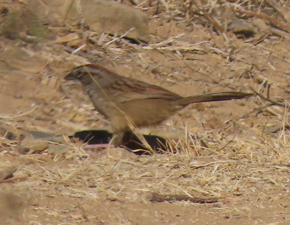 Oaxaca Sparrow - ML616426358