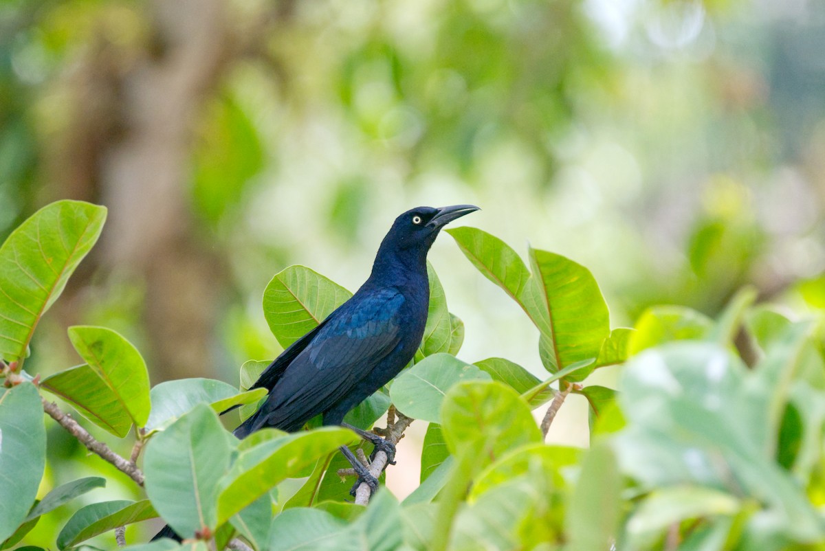 Great-tailed Grackle - ML616426394