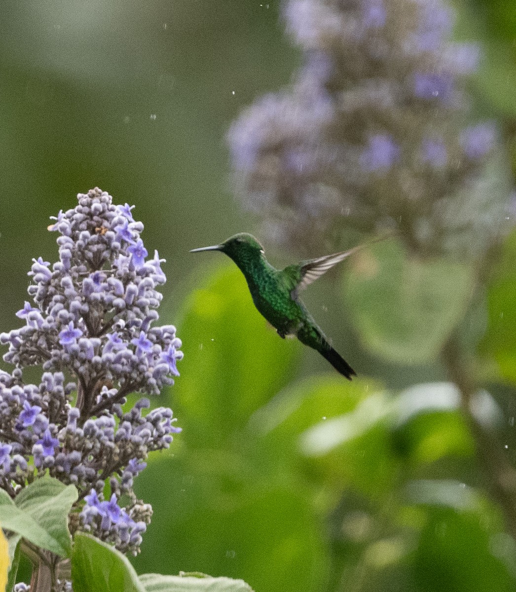 kolibřík zahradní - ML616426465