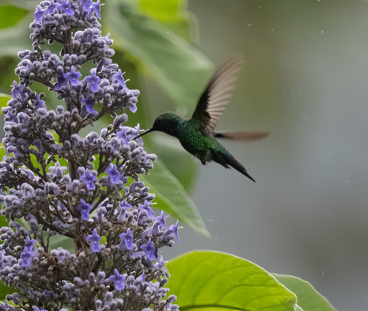 kolibřík zahradní - ML616426466