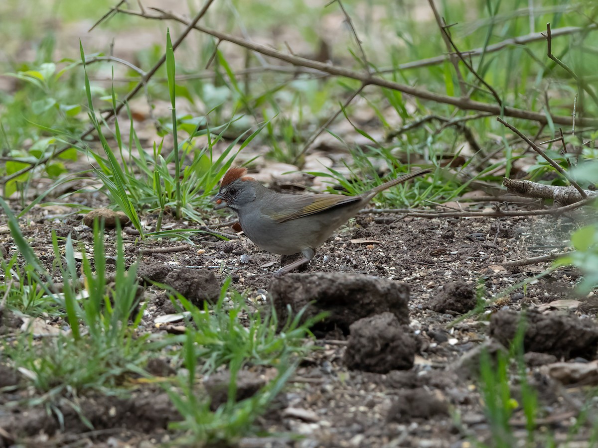Green-tailed Towhee - Lee Wallace